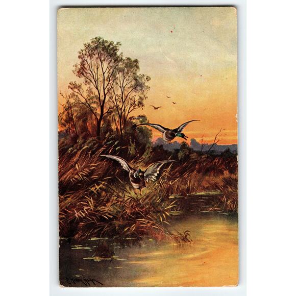 Vintage Muller Signed Artist Postcard Ducks at Sunset Scenic Wildlife - Picture 1 of 2